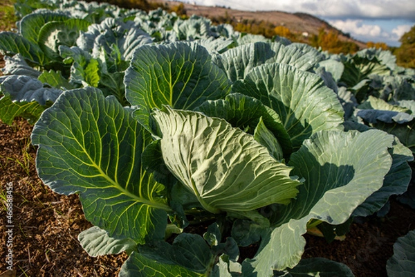 Obraz cabbage growing in the garden