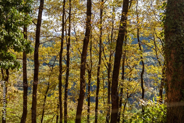 Obraz autumn forest in the morning