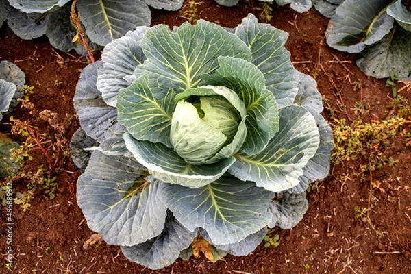 Obraz cabbage in the garden