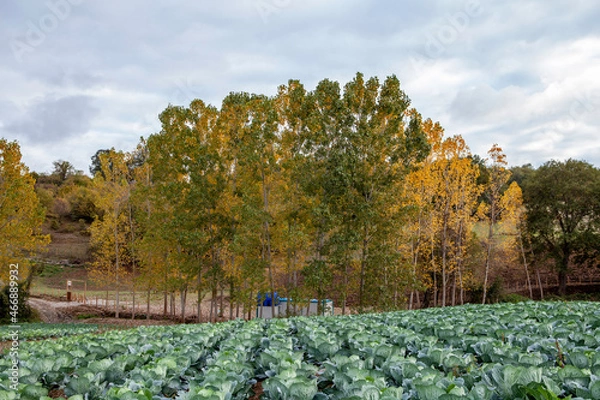 Obraz cabbage  Field vineyard in autumn