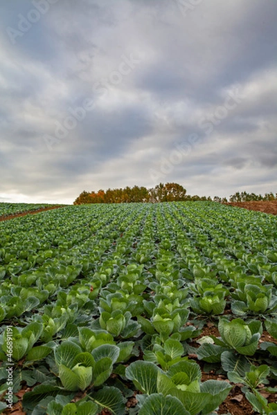 Obraz cabbage field in the country