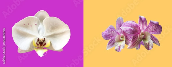 Fototapeta Isolated vanda or hybrid orchid flower with clipping paths.