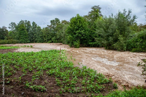 Obraz rice field in the spring