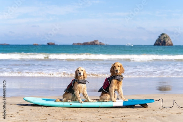 Obraz 外浦海岸／ゴールデンレトニエル