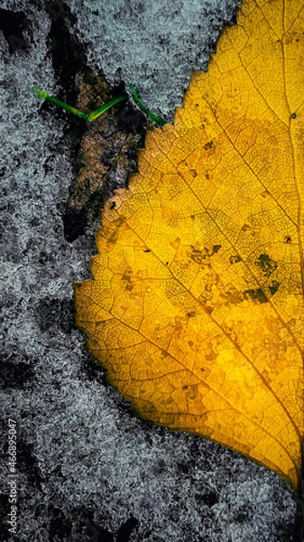 Obraz yellow leaf on asphalt