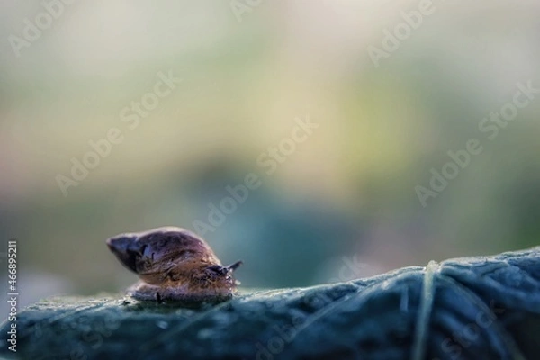 Fototapeta lizard on a branch