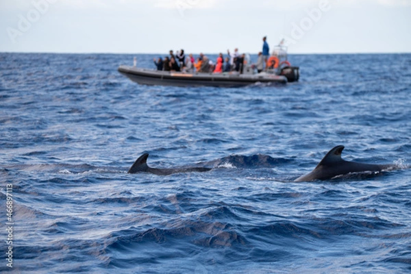 Obraz Whale watching with 2 pilot whales and an observation boat