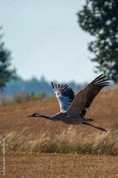 Obraz Dzika przyroda w Polsce