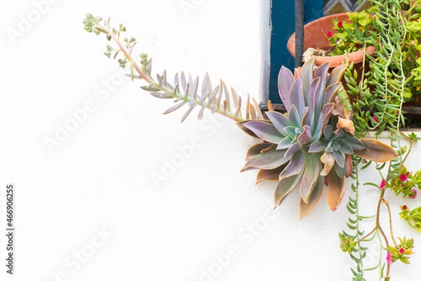 Obraz Plants growing on a window