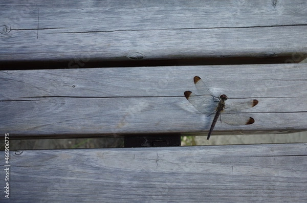 Obraz ベンチで休憩中の虫とんぼ