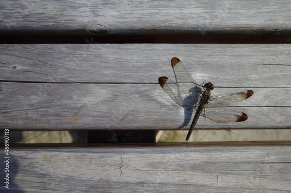 Obraz ベンチで休憩する動物のトンボ