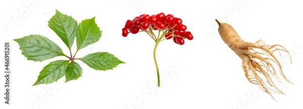 Obraz Ginseng plant isolated on white background. Medical wild ginseng root.