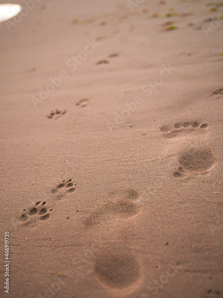 Fototapeta Dog and human footprints along a sandy wet beach, friendship of a man with a dog concept