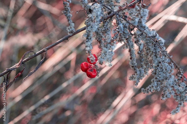 Obraz berries on a branch