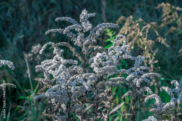 Obraz grass in the wind