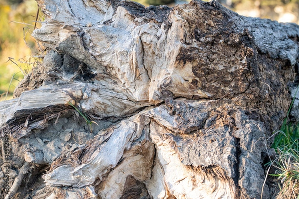 Obraz bark background