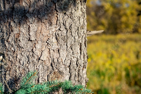 Obraz tree trunk in the forest