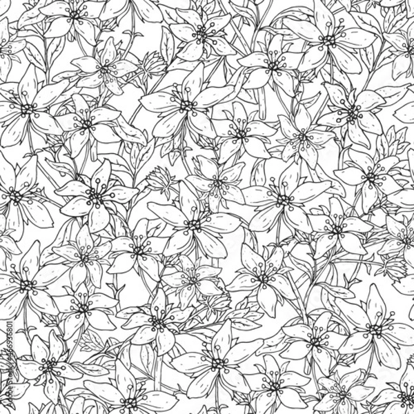 Fototapeta Seamless pattern with St. John s wort medical botanical blossom plant. hand drawn vector black and white texture in white background.