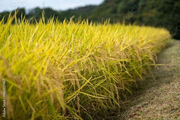 Obraz 稲穂（にこまる）