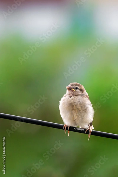 Fototapeta Tree baby sparrow sitting on the electric wire is eating food from its mother. The sparrow chick is calling its mother because of hunger.