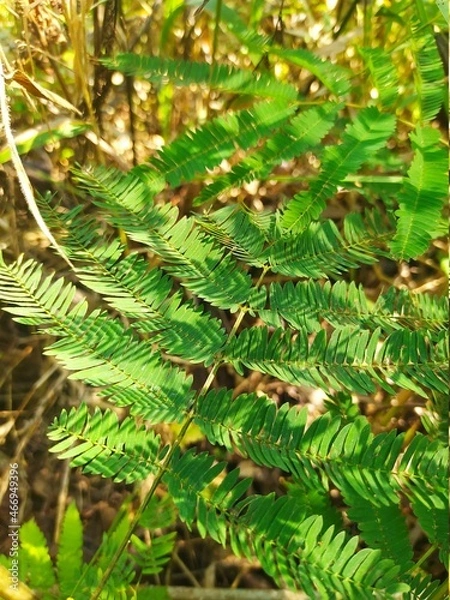 Fototapeta pine needles