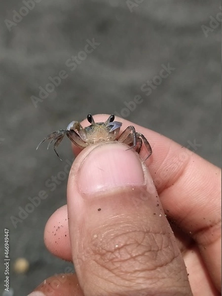 Obraz crab in hand