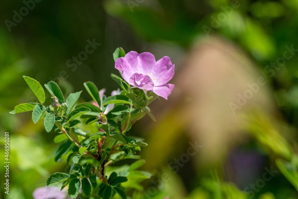 Obraz Purple wildflower