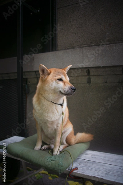 Obraz dog on the porch