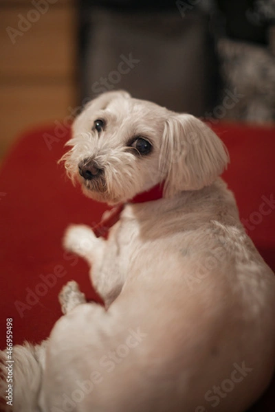 Obraz dog maltese