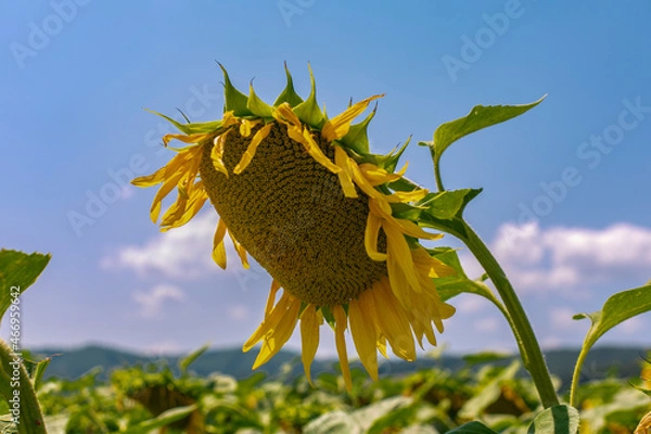 Obraz sunflower in the field