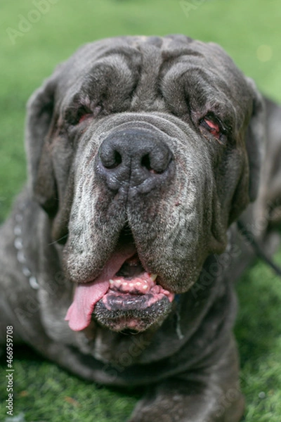 Obraz portrait of a dog mastifo napolitano