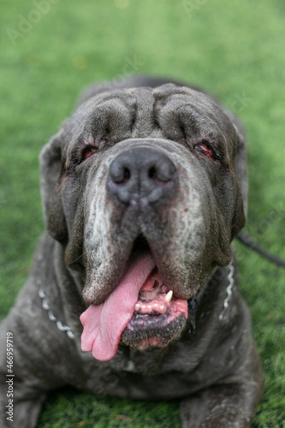 Obraz portrait of a dog