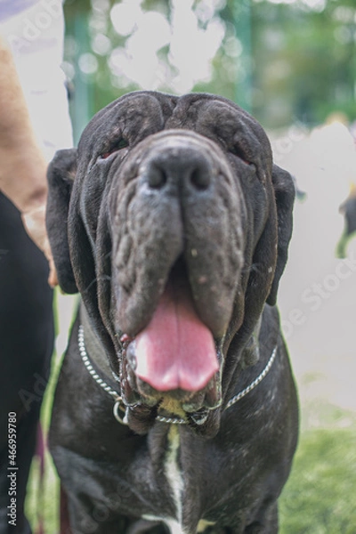 Obraz portrait of a dog