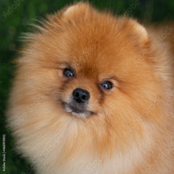 Obraz pomeranian dog portrait