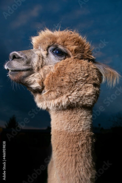 Obraz close up of a alpaca