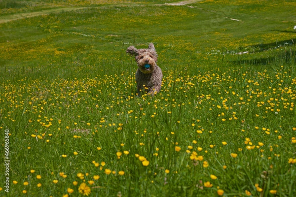 Fototapeta Cane che corre
