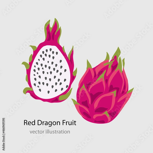 Fototapeta Dragon fruit, pitahaya vector illustration.