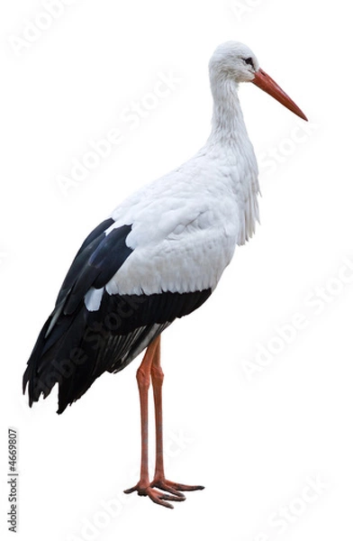 Obraz Bocian biały ptak na białym tle na pustym tle