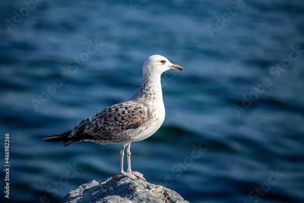 Obraz seagull on the rocks
