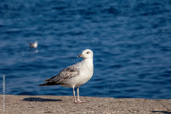 Obraz seagull on the beach