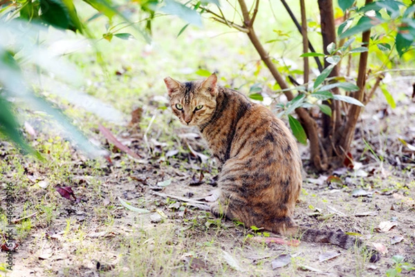 Obraz A cat is sitting on the ground.