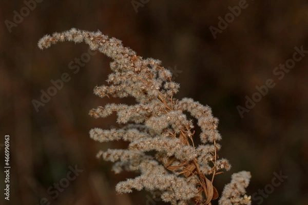 Fototapeta close up of fern