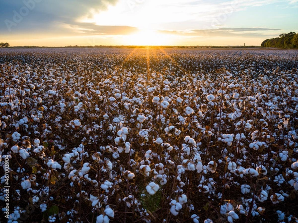 Obraz sunset in the field