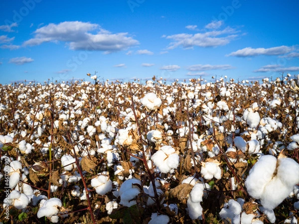 Obraz cotton field