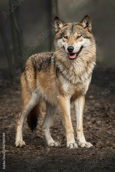 Fototapeta One European wolf (Canis lupus) portrait standing on the road in the leaves and looking at the camera