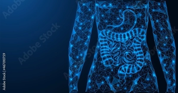 Fototapeta Human gastrointestinal tract. The digestive system. Torso and internal organs. A low-poly model of interconnected elements. Blue background.