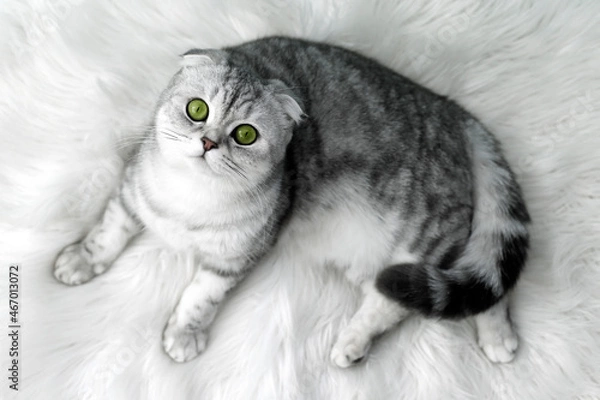 Obraz gray scoland cat on a white rug
