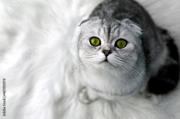 Obraz gray scoland cat on a white rug
