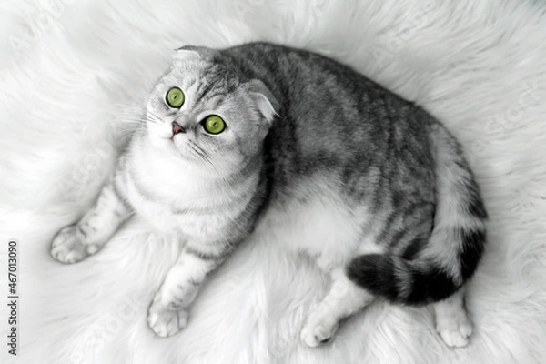 Obraz gray scoland cat on a white rug
