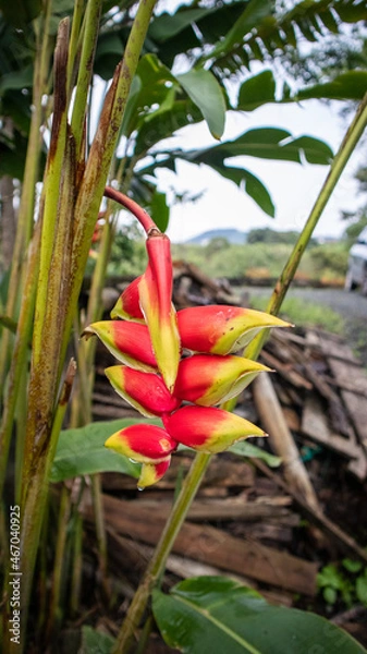 Obraz HELICONIA FLOR EXOTICA